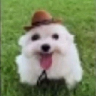 Telegram profile photo for цыганский табор (био)