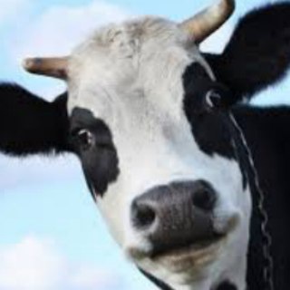 Telegram profile photo for حقوق حیوانات