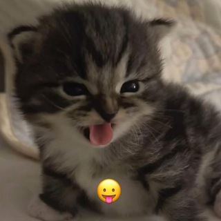 Telegram profile photo for r++ storage