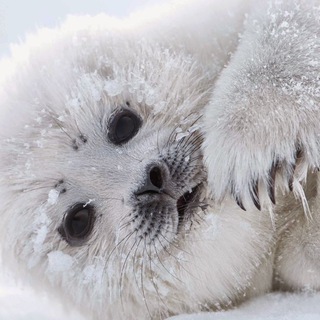 Telegram profile photo for Seals content🦭