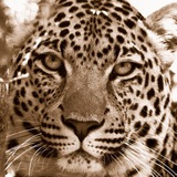 Telegram profile photo for Канал ⛩ PETS 🐈 ЖИВОТНЫЕ 🐒