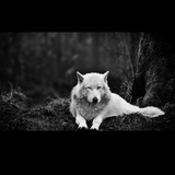 Telegram profile photo for Krl's Calls