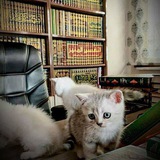 Telegram profile photo for مذكرة 📝