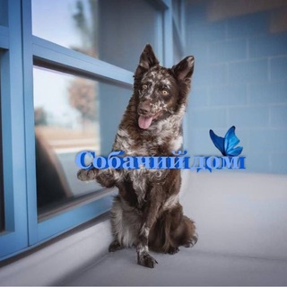 Telegram profile photo for 𓆩собачий дом𓆪