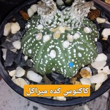 Telegram profile photo for 🌵کاکتوس کده میراکل🌵