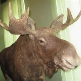 Telegram profile photo for кринж в рпп км (ронпафд) это..