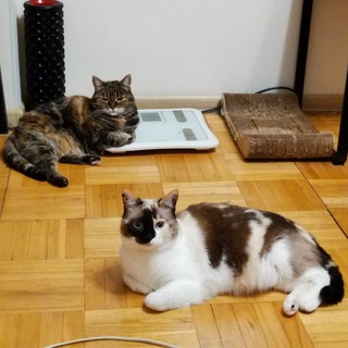 Telegram profile photo for Mura and Varya's daily photos
