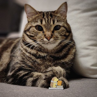 Telegram profile photo for Коткин ёж