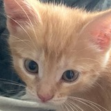 Telegram profile photo for blondie birthday