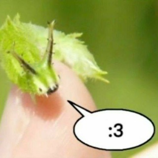 Telegram profile photo for wwolchaa🐛