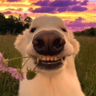 Telegram profile photo for Это мило