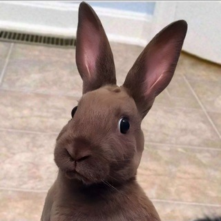 Telegram profile photo for Lean Kernel