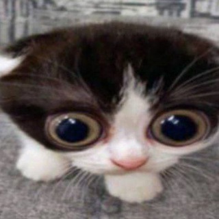 Telegram profile photo for Треш Китовский
