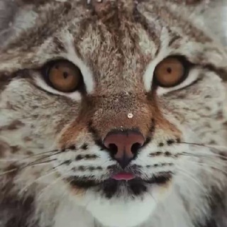 Telegram profile photo for 🌲🐾Сказочная Тайга