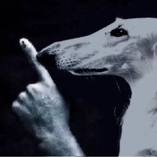 Telegram profile photo for Шалупень