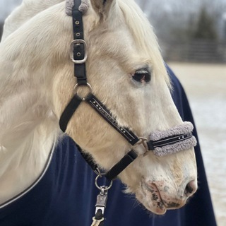Telegram profile photo for ~love HORSES 🐎.. Irina /Bentley 🍪