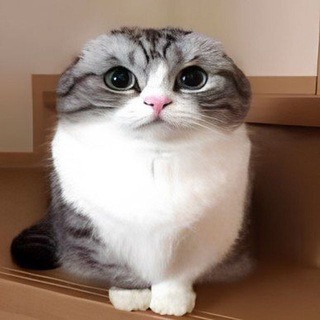 Telegram profile photo for камариная база