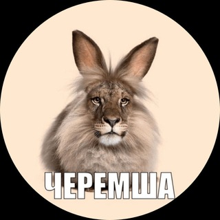 Telegram profile photo for шиков