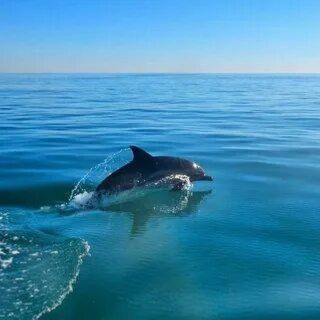 Telegram profile photo for Наш клуб "Народная Дача на черноморье"