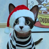 Telegram profile photo for Meow?..💗