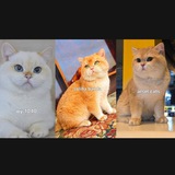 Telegram profile photo for Shinshila cat😺