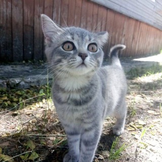 Telegram profile photo for Милые Котики 🐾