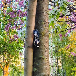 Telegram profile photo for калужница |