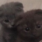 Telegram profile photo for info chan s kisser