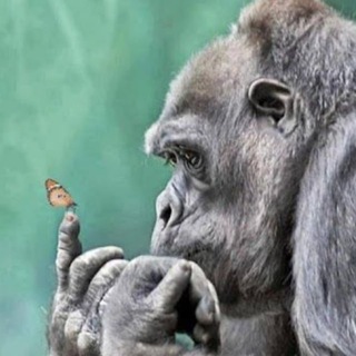 Telegram profile photo for успешная ноушилл тема