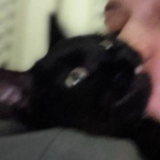 Telegram profile photo for клуб сильных котят