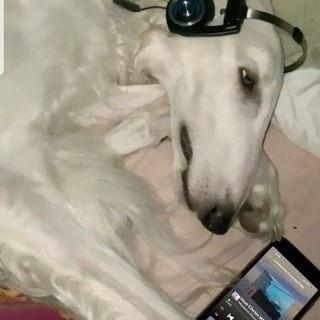 Telegram profile photo for Гравиййййй