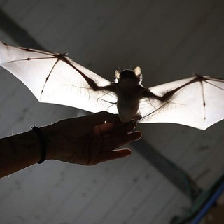 Telegram profile photo for 🦇Bats help🦇