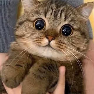 Telegram profile photo for Мяу мяу