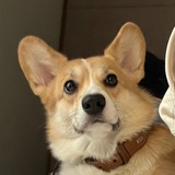 Telegram profile photo for Esenya Govnoshlepova