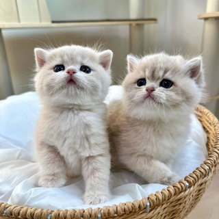 Telegram profile photo for жизнь котлет