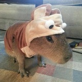 Telegram profile photo for я балбеска
