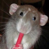 Telegram profile photo for CheeseHole.
