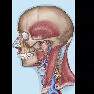 Telegram profile photo for Explanation head and neck anatomy & oral surgery