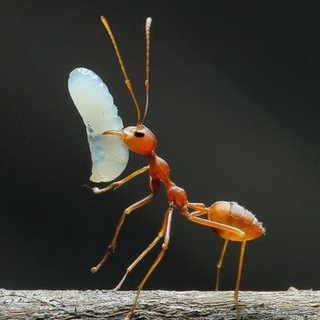 Telegram profile photo for AIRDROP BOTS