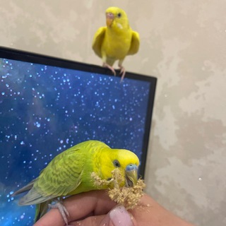 Telegram profile photo for Попугайные приключения