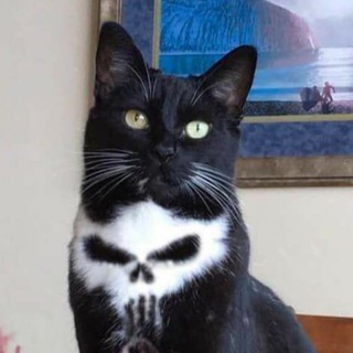 Telegram profile photo for $SKULLCAT Portal
