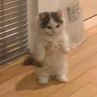 Telegram profile photo for Standing Cat Portal