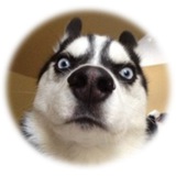 Telegram profile photo for ТВАРИНИ 🐶 СВІТУ