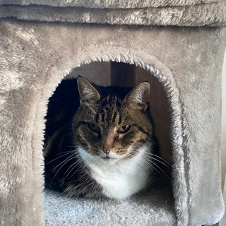 Telegram profile photo for animal pics