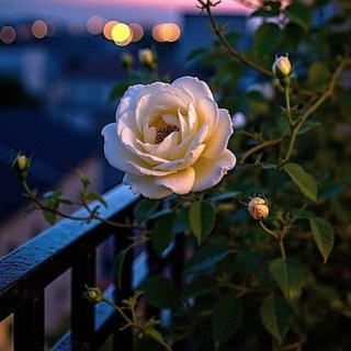 Telegram profile photo for غذاء الروح