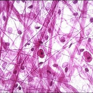 Telegram profile photo for Histology slides