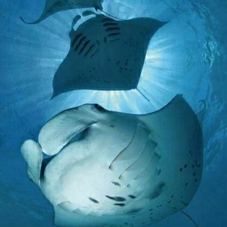 Telegram profile photo for Дайвінг клуб Diving.DJ