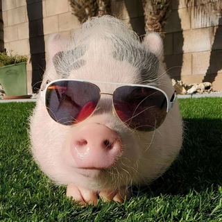 Telegram profile photo for Мини пиг из клеш рояль