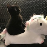 Telegram profile photo for 𝘄𝗵𝗶𝘀𝗽𝗲𝗿𝘀