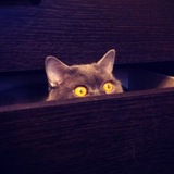 Telegram profile photo for Культ к прочтению